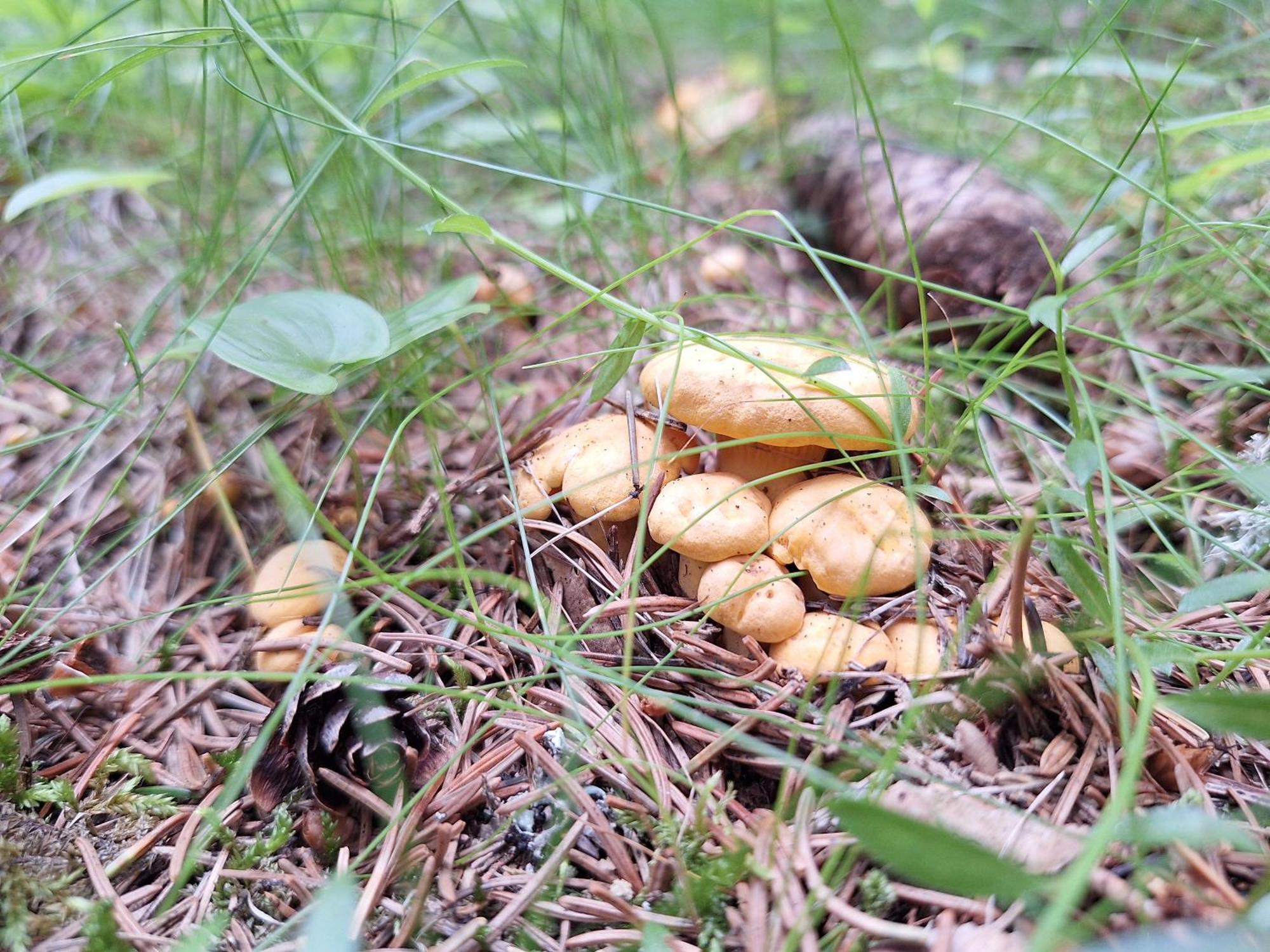 Naturpark Bauernhof Sperl Mariahof Zewnętrze zdjęcie